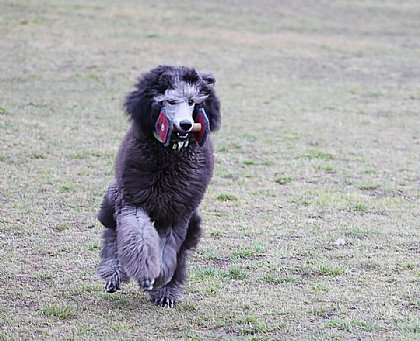 Spirit - Bild 4