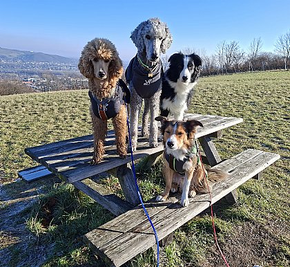 Co-Trainer mein-hund.at