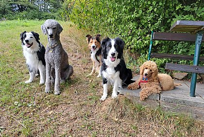 Co-Trainer mein-hund.at