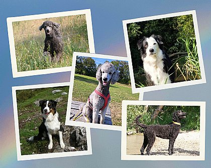 Montage 2 Frühere Hundebegleiter