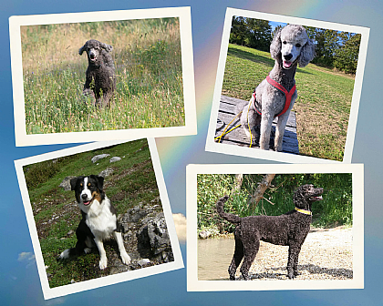 Montage Frühere Hundebegleiter