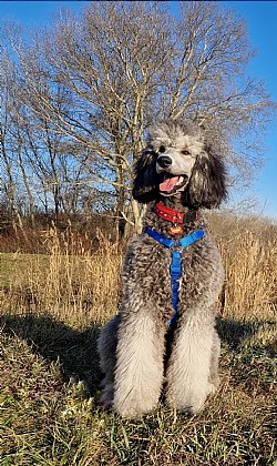 Arya - Bild 4