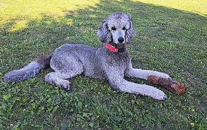 Arya - Bild 2